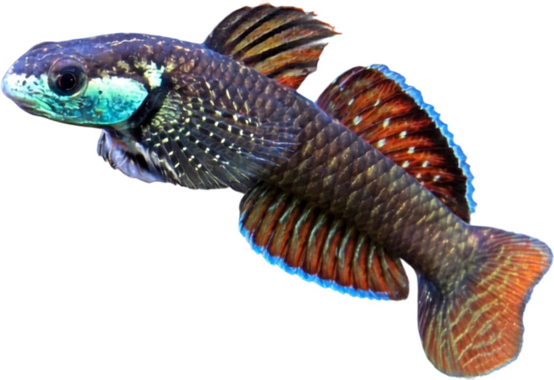 Rainbow Goby, Stiphodon ornatus