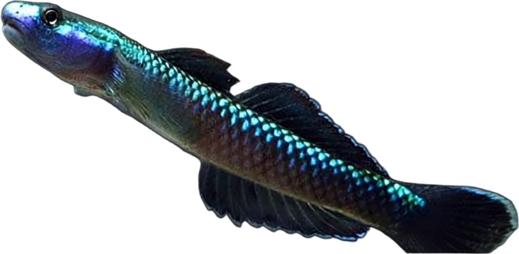Blue Neon Goby, Stiphodon atropurpureus