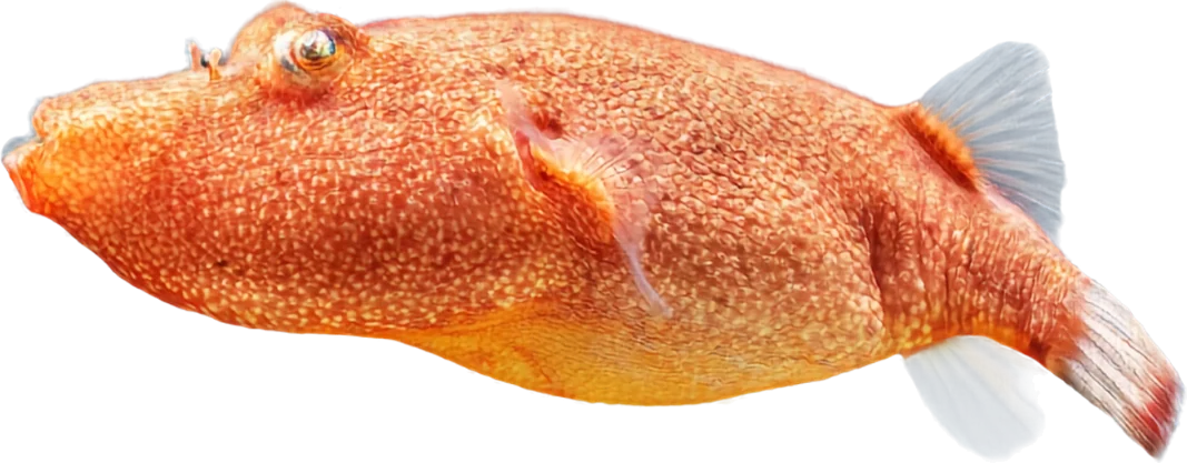 Congo Puffer, Pao miurus