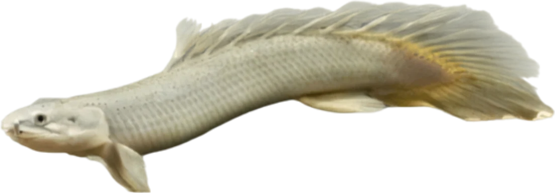Senegal Bichir, Polypterus senegalus