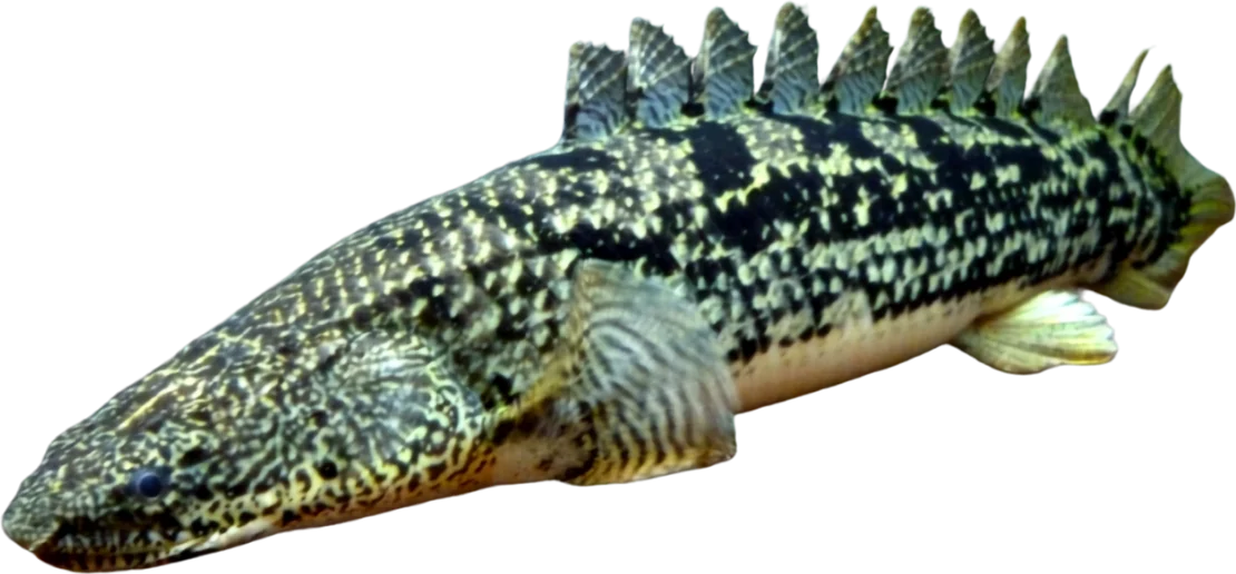 Ornate Bichir, Polypterus ornatipinnis