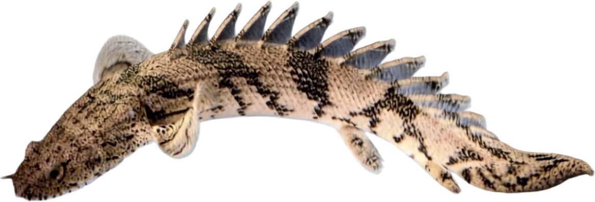 Endlicheri, Polypterus endlicherii