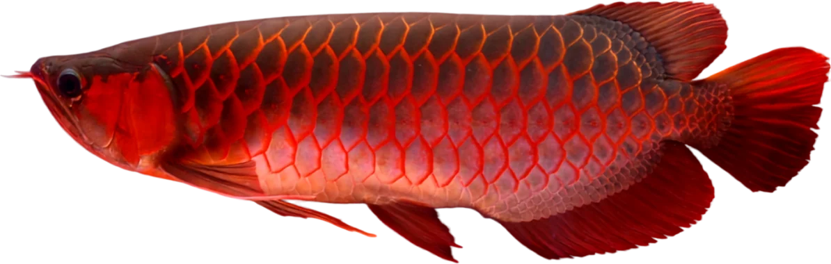 Arowana asiática, Scleropages formosus