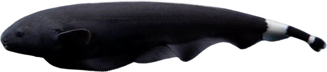 Black Ghost Knife, Apteronotus albifrons