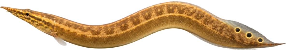 Peacock Eel, Macrognathus siamensis