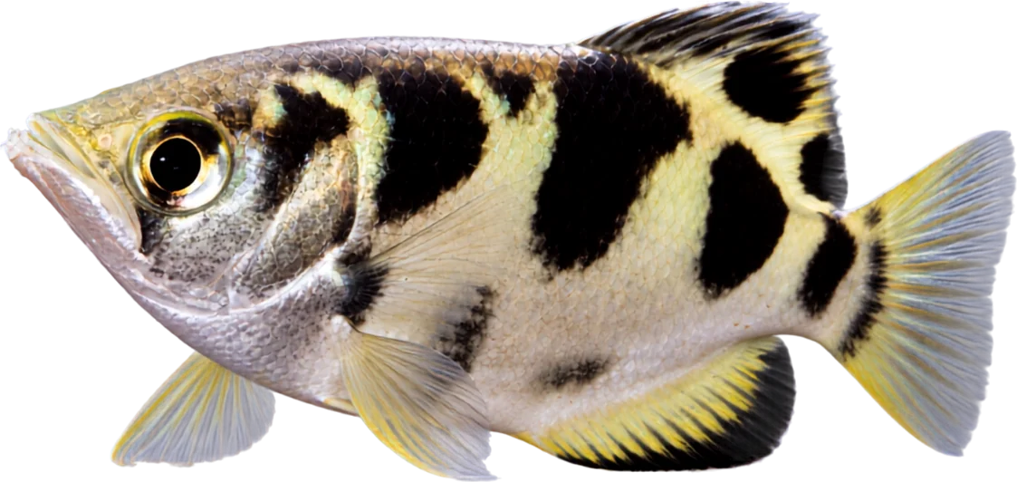 Archerfish, Toxotes jaculatrix