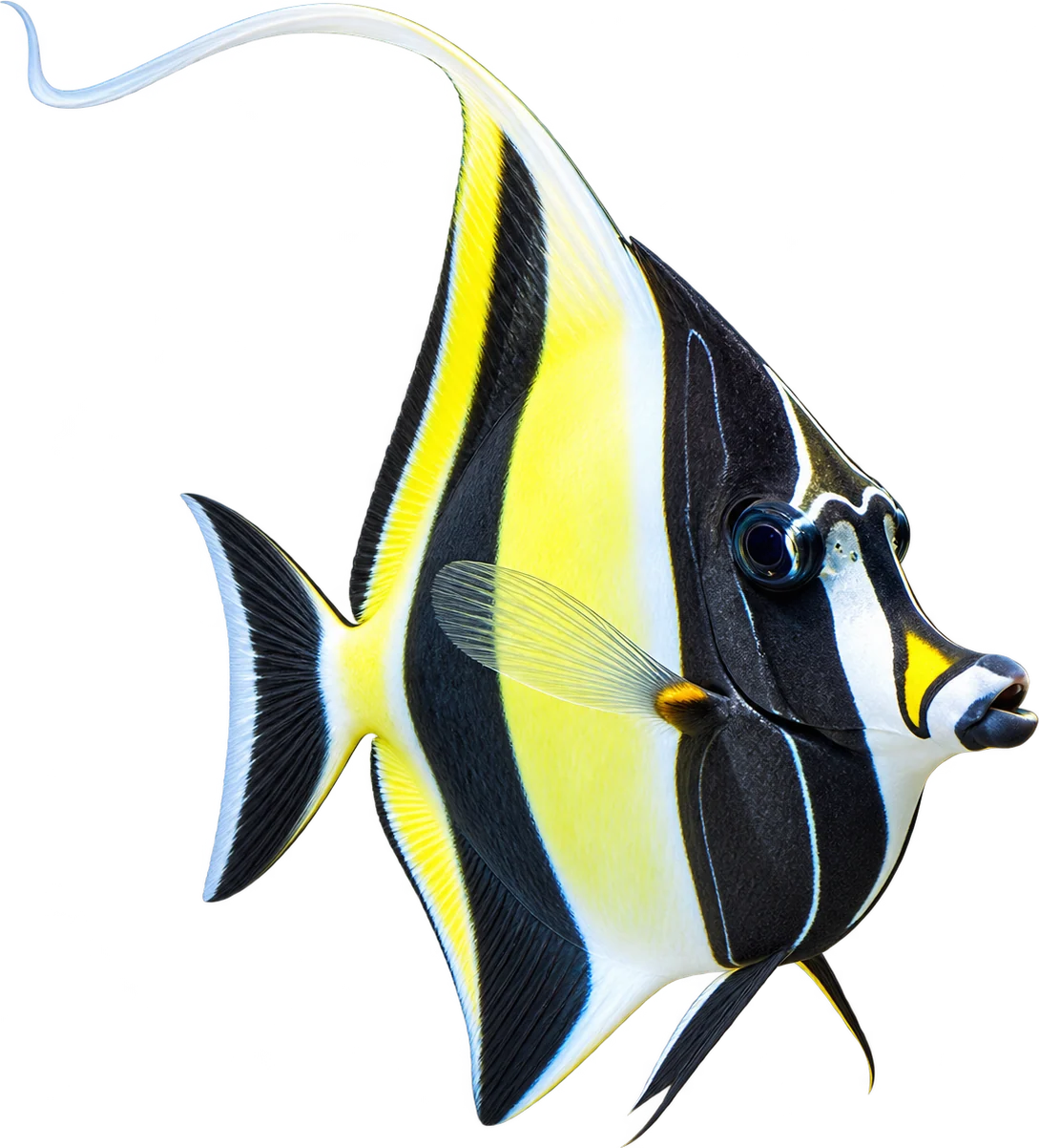 Moorish Idol, Zanclus cornutus