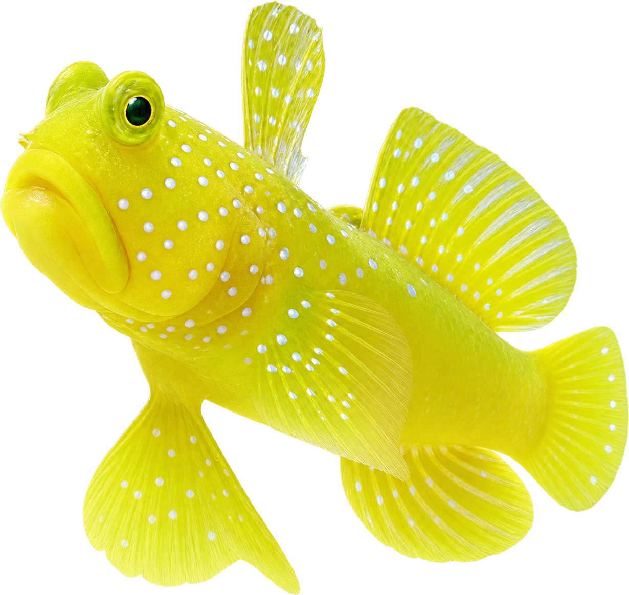Yellow Watchman Goby, Cryptocentrus cinctus
