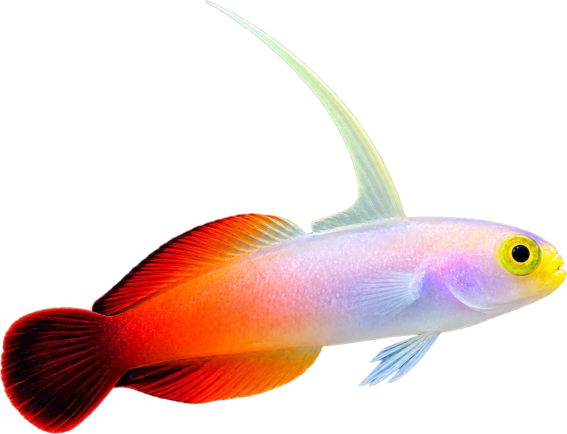 Firefish, Nemateleotris magnifica