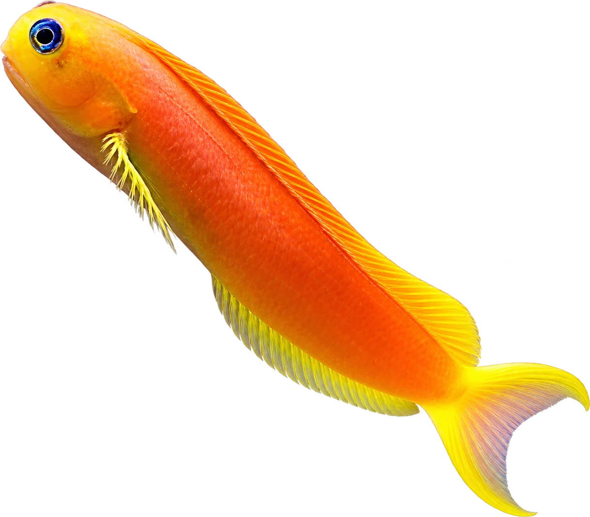 Midas Blenny, Ecsenius midas