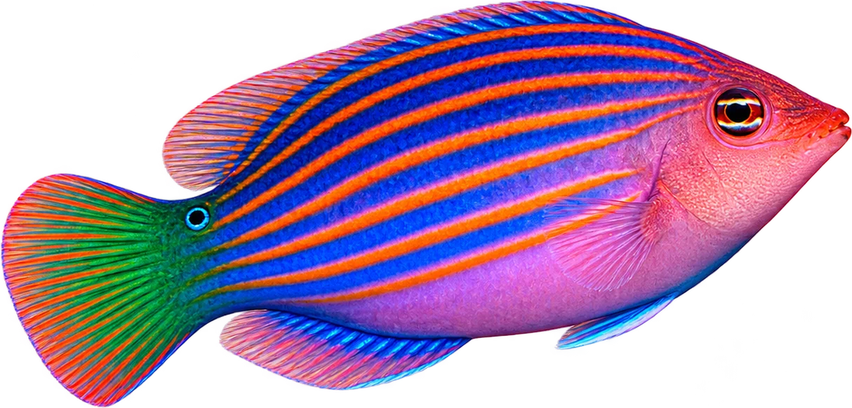 Six Line Wrasse, Pseudocheilinus hexataenia