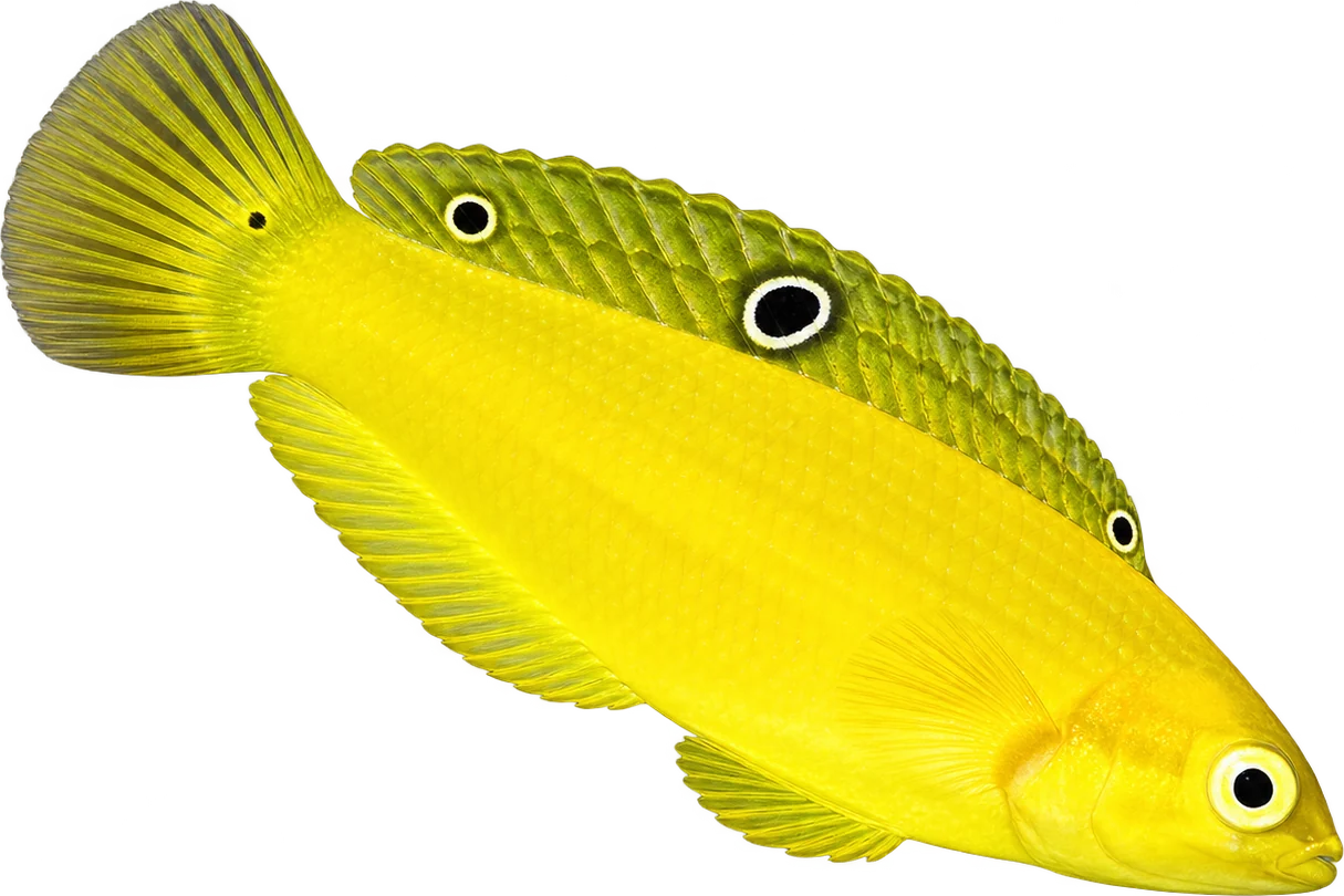 Yellow Coris Wrasse, Halichoeres chrysus