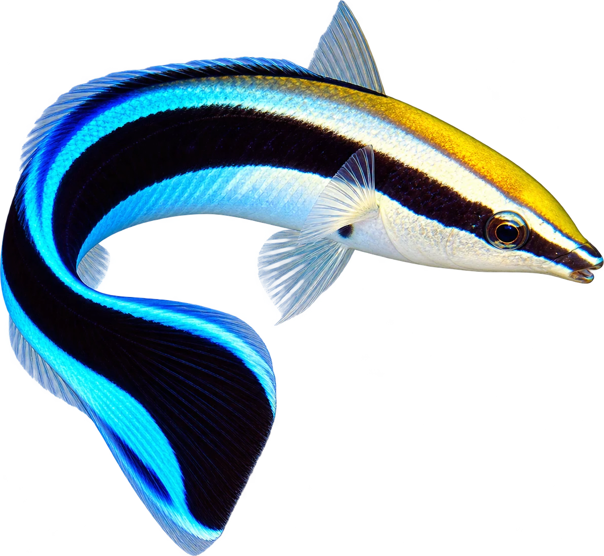 Cleaner Wrasse, Labroides dimidiatus