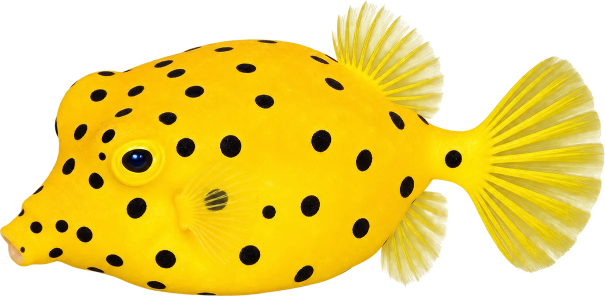 Yellow Boxfish, Ostracion cubicum
