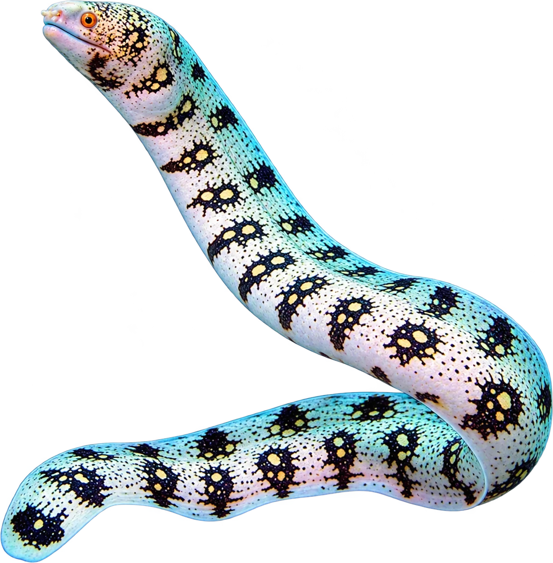 Snowflake Moray, Echidna nebulosa