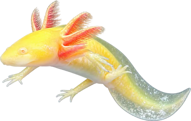 Ajolote Albino Dorado, Ambystoma mexicanum