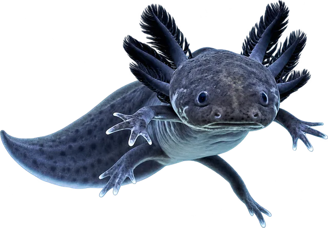 Ajolote Melanoide, Ambystoma mexicanum