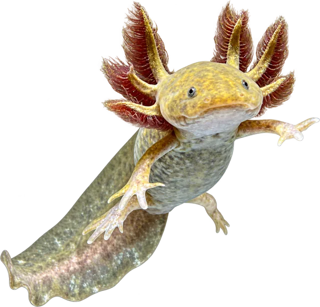 Ajolote Copper, Ambystoma mexicanum