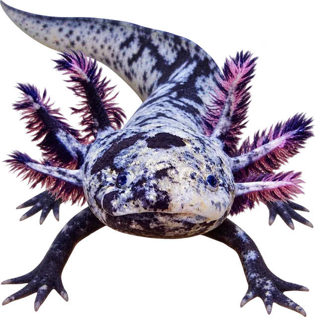 Ajolote Mosaico, Ambystoma mexicanum