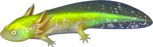 Ajolote GFP, Ambystoma mexicanum