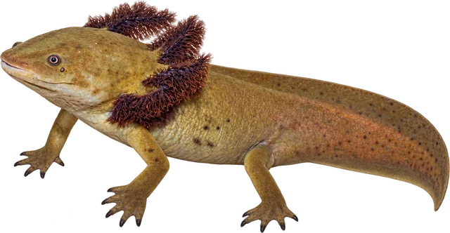Achoque de Pátzcuaro, Ambystoma dumerilii