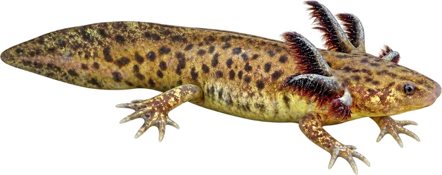 Ajolote de Alchichica, Ambystoma taylori