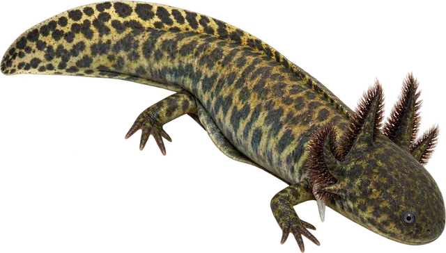 Ajolote de Zacapu, Ambystoma andersoni