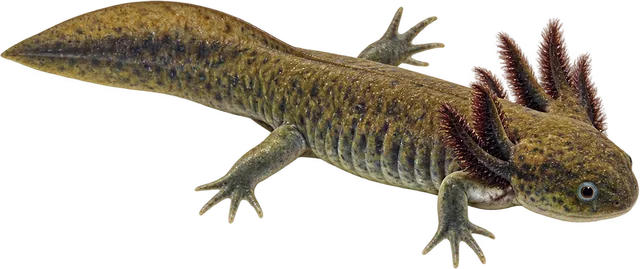 Ajolote de Altamirano, Ambystoma altamirani