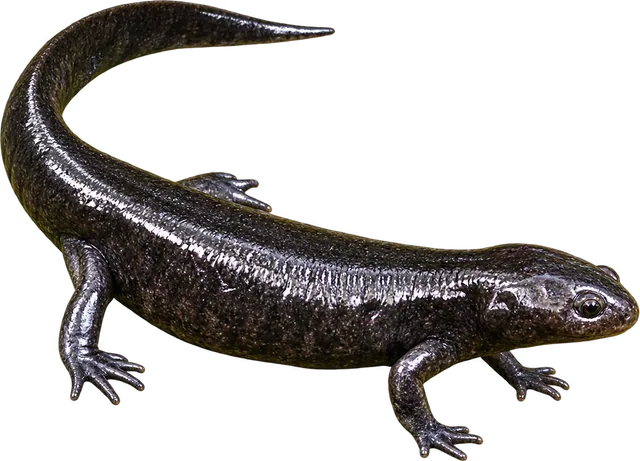 Ajolote de Arroyos, Ambystoma ordinarium