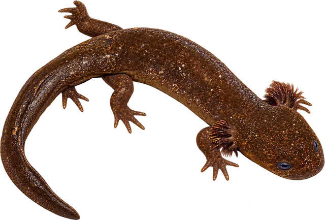 Ajolote de Río Frío, Ambystoma leorae