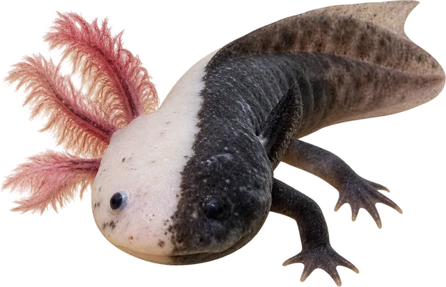 Ajolote Quimera, Ambystoma mexicanum