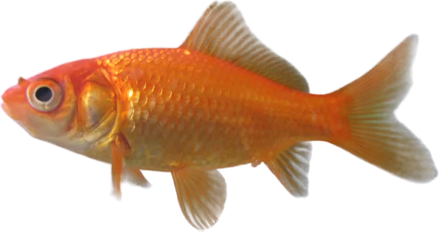 Goldfish común, Carassius auratus