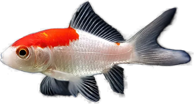Goldfish cometa, Carassius auratus