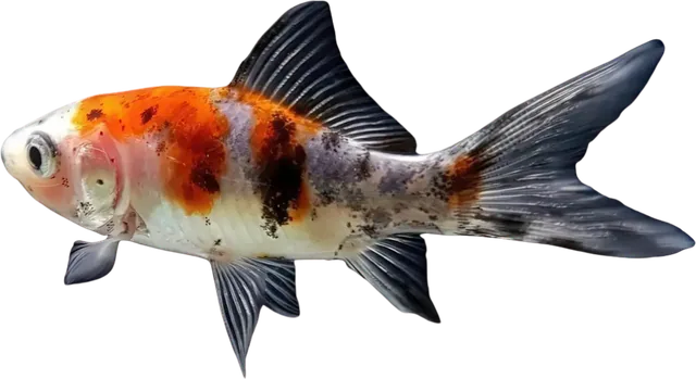 Shubunkin, Carassius auratus