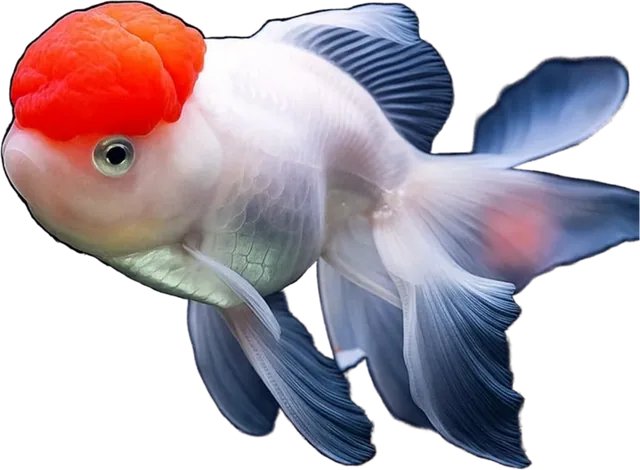 Oranda, Carassius auratus
