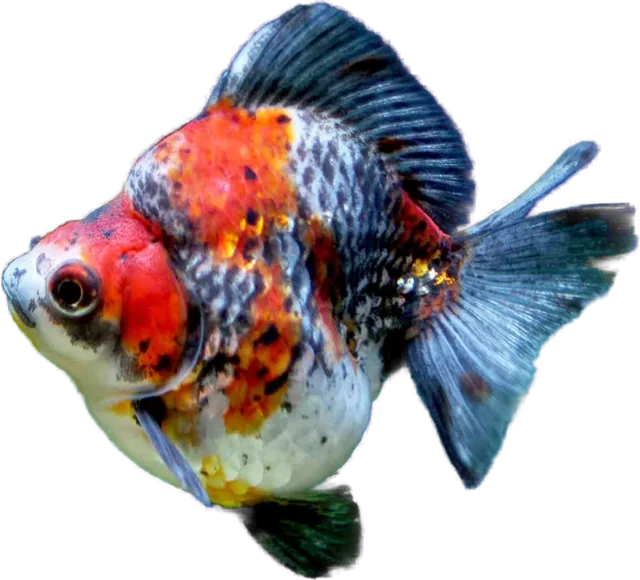 Ryukin, Carassius auratus