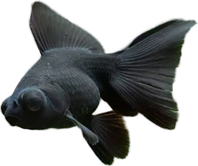 Goldfish telescopio / Black Moor, Carassius auratus