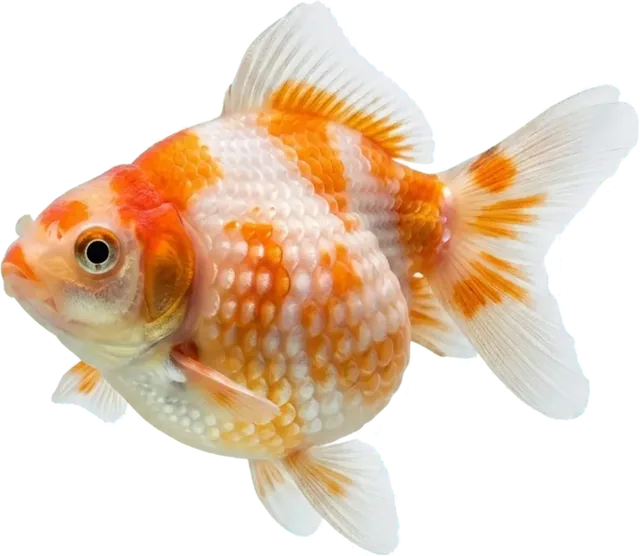 Pearlscale, Carassius auratus