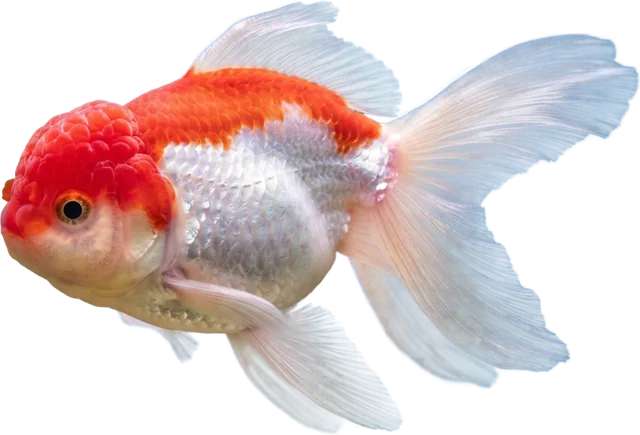 Lionhead, Carassius auratus