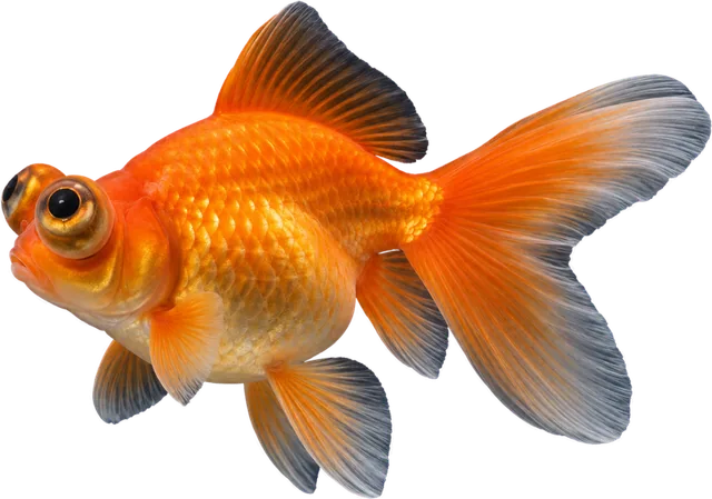 Celestial Eye, Carassius auratus