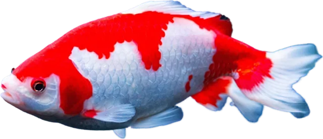 Wakin, Carassius auratus