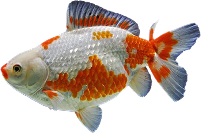 Jikin, Carassius auratus