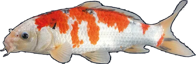 Koi, Cyprinus carpio