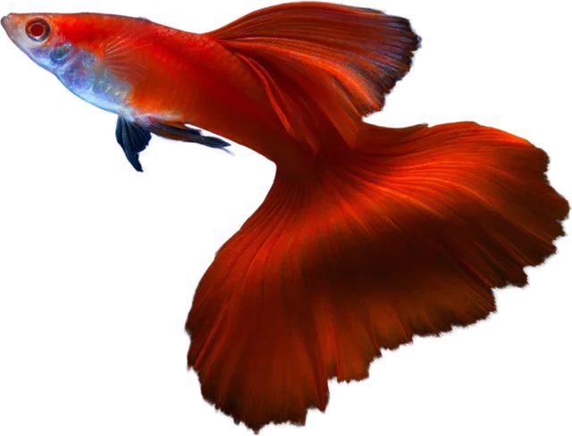 Guppy, Poecilia reticulata