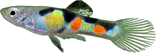 Endler, Poecilia wingei
