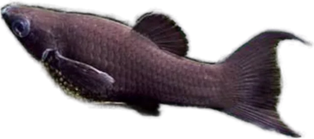 Molly negro, Poecilia sphenops