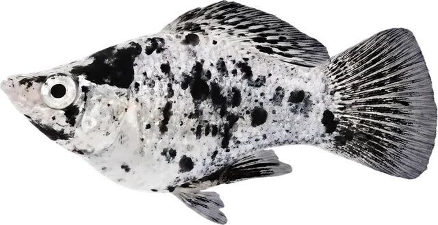 Molly dálmata, Poecilia sphenops