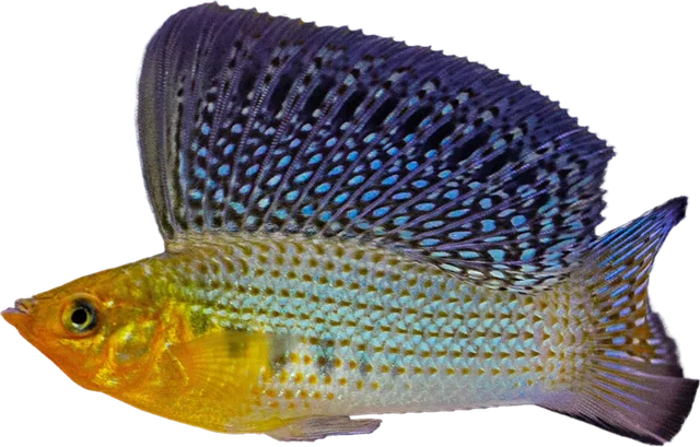 Molly velífera, Poecilia velifera