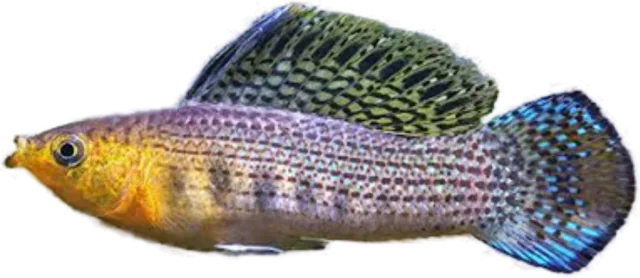 Molly sailfin, Poecilia latipinna