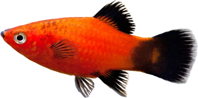 Platy, Xiphophorus maculatus